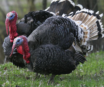 2013 Tennessee Hunting Season Dates