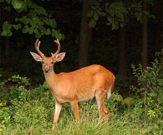 Kentucky Deer Hunting Season 2013-2014